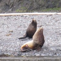 Lions de mer - Kodiak Island